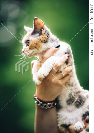 Obedient Devon Rex Cat With White-red Spotted Fur Color Sitting On Hands. Cats Portrait. Curious Playful Funny Cute Beautiful Devon Rex Cat. Amazing Happy Pets. Orange Eyes 115646537