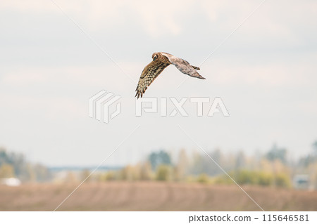 Harrier Or Circus Cyaneus Wild Bird Flies In Blue Sky. Young Ring-tail Harrier Flies Above Field. Adult Male Is Sometimes Nicknamed Grey Ghost. Natural Sky Background 115646581
