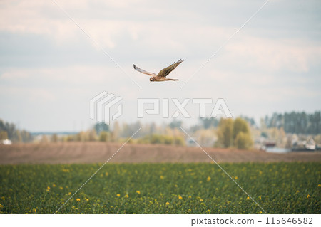 Harrier Or Circus Cyaneus Wild Bird Flies In Blue Sky. Adult Male Is Sometimes Nicknamed Grey Ghost. Natural Sky Background. Young Ring-tail Harrier Flies Above Field 115646582