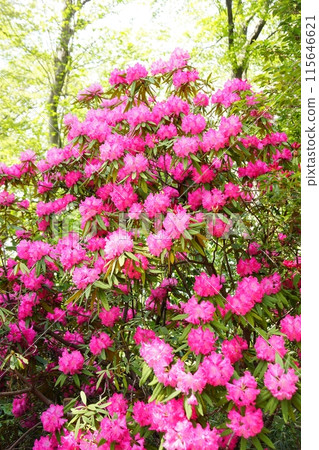 盛開的西部杜鵑花 115646621