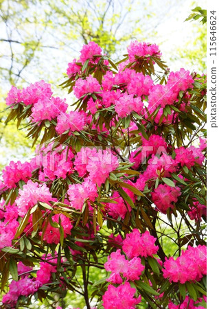 Western rhododendron in full bloom 115646624