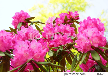 盛開的西部杜鵑花 115646625