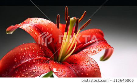 Macro close up shot wet red Tiger Lily flower and some water drops looks fresh. Macro close up shot wet red Tiger Lily flower and some water drops looks fresh. 115646806