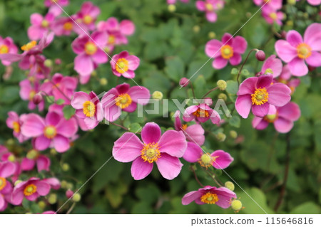 Pink anemone flowers, horizontal shot 115646816