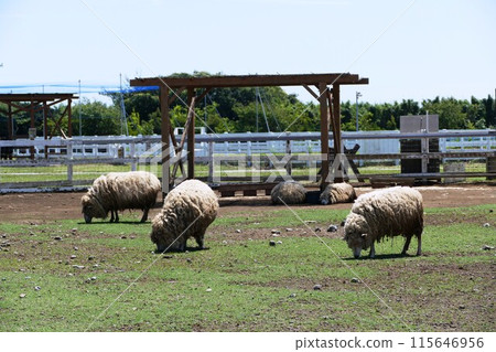 永井海手山公園的山丘 115646956
