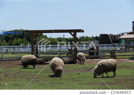 永井海手山公園的山丘 115646957
