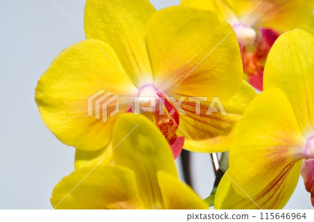 Phalaenopsis orchid  115646964