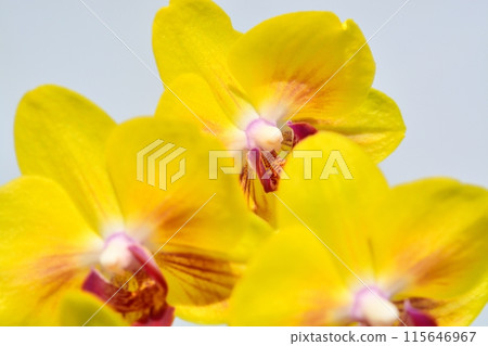 Phalaenopsis orchid  115646967