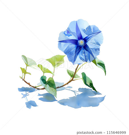 白色背景牽牛花的水彩插圖 115646999