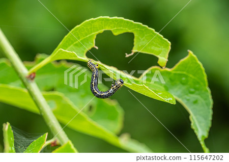 Larva Larva 115647202