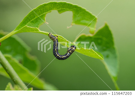Larva Larva 115647203