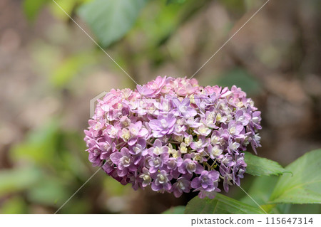 雨季的繡球花在天空的襯托下綻放出鮮豔的色彩 115647314