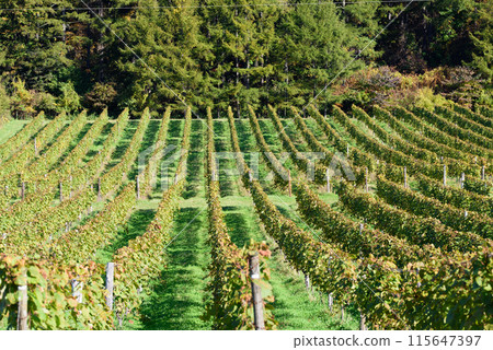 Tokachi vineyards in autumn Tokachi vineyards in autumn 115647397