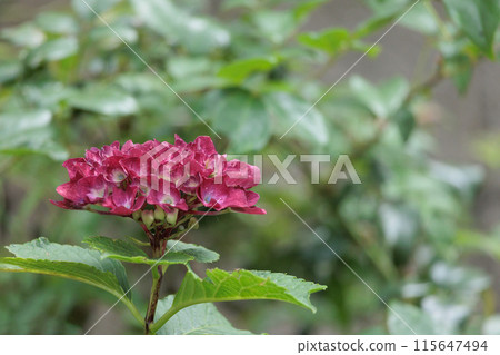 雨季的繡球花在天空的襯托下綻放出鮮豔的色彩 115647494