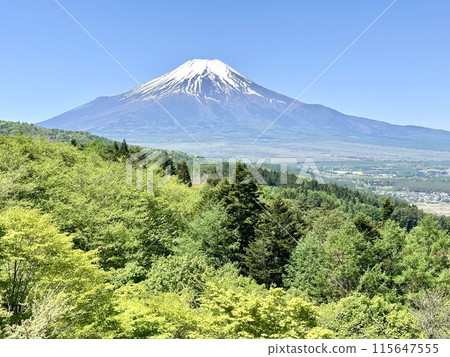新鮮的綠樹和殘雪的富士山 新鮮的綠樹和殘雪的富士山 115647555