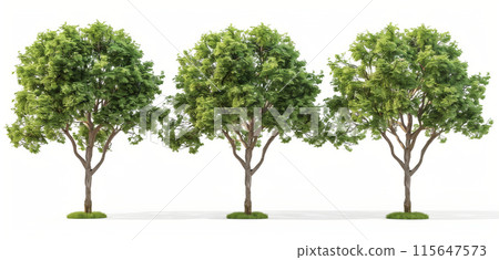 3D rendering of three trees isolated on a white background, with green trees of different sizes shown from the front view. 115647573