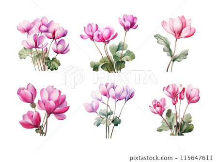 Cute watercolor painting style illustration of Cyclamen, isolated on white background 115647611