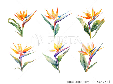 Bird of Paradise, Tropical Flower Illustration. Watercolor Style. AI Generated Bird of Paradise, Tropical Flower Illustration. Watercolor Style. AI Generated 115647621