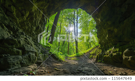 forest, tree, wood 115647649