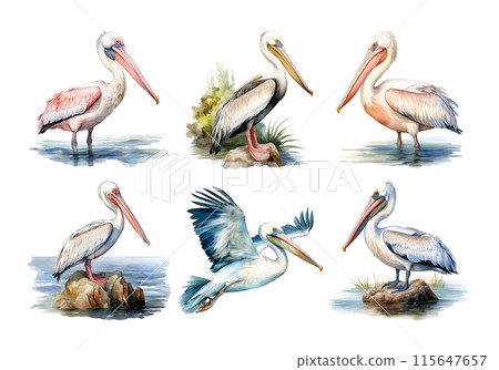 Cute watercolor painting style illustration of Pelican, isolated on white background 115647657