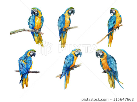 Blue and Gold Macaw, Bird Illustration. Watercolor Style. AI Generated 115647668