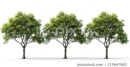 3D rendering of three trees isolated on a white background, with green trees of different sizes shown from the front view. 115647683