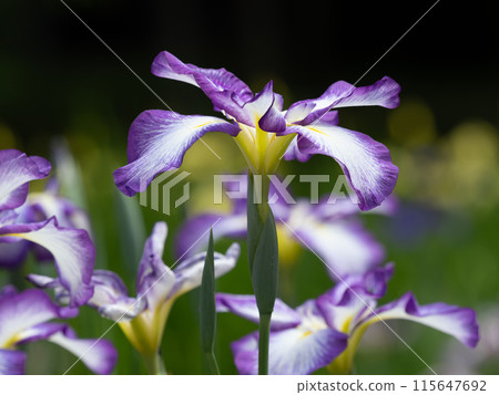 Beautiful purple irises 115647692
