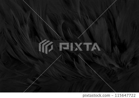 Beautiful black grey bird feathers pattern texture background. 115647722