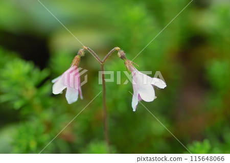 Linnaea 2 Linnaea 2 115648066