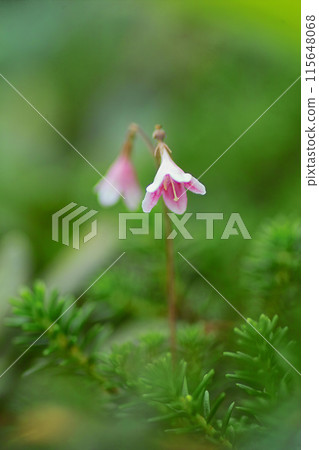Linnaea 3 Linnaea 3 115648068
