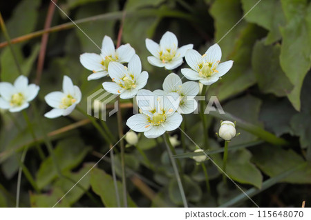 Umebeishissou 2 115648070