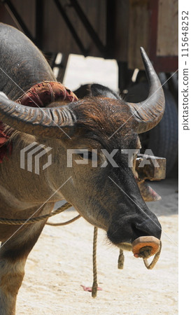 Buffalo tourism on Taketomi Island July 12th Taketomi Island Buffalo cart (Buffalo tourism) Taketomi Island Okinawa Yaeyama Islands V9.16 115648252