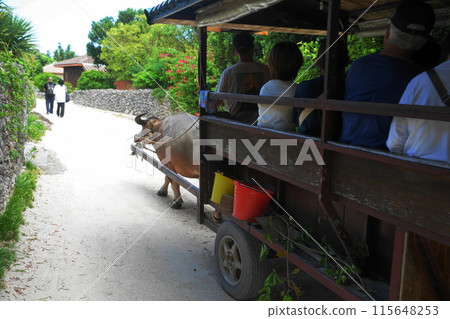 Buffalo tourism on Taketomi Island July 13th Taketomi Island Buffalo cart (Buffalo tourism) Taketomi Island Okinawa Yaeyama Islands 115648253