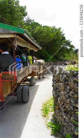 竹富島水牛觀光 7月 竹富島14 沖繩八重山群島竹富島水牛車（水牛觀光） V9.16 115648256