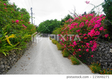 紅色九重葛道路 7 月 竹富島 24 九重葛綠樹成蔭的道路,竹富島,沖繩八重山群島 紅色九重葛道路 7 月 竹富島 24 九重葛綠樹成蔭的道路,竹富島,沖繩八重山群島 115648271