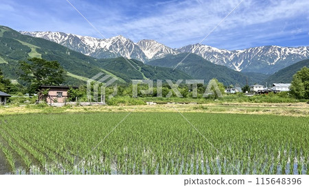 [Hakuba, Nagano Prefecture] Fresh greenery, the Hakuba Three Mountains, and rural scenery 115648396