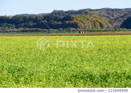 十勝的秋葉 十勝的秋葉 115648409