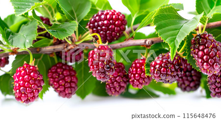 Close-up of ripe Mulberries on a tree branch. Vibrant fruits and green leaves convey freshness and healthy living 115648476