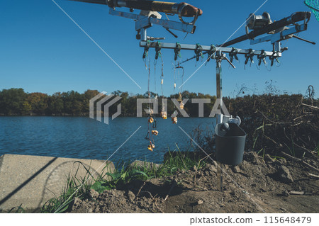 鯉魚釣魚 115648479