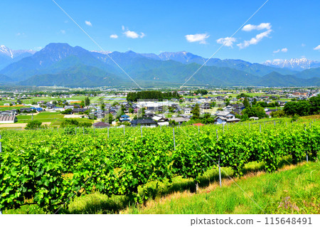 從長野縣池田町眺望有明山、張之岳、蓮華山（長野縣池田町） [2024.6] 115648491