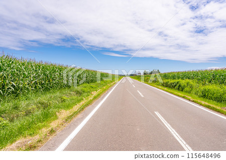 玉米田筆直的道路 115648496