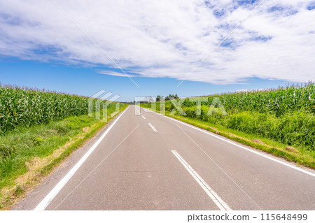 Corn field Straight road 115648499