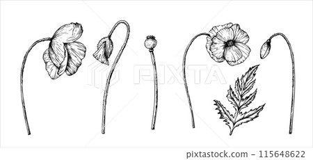 Vector set of poppies. Hand painted linear papaver flowers. Graphic daisy isolated on background. Botanical and wedding illustration. For designers, invitations, decoration, postcards, wrapping paper Vector set of poppies. Hand painted linear papaver flowers. Graphic daisy isolated on background. Botanical and wedding illustration. For designers, invitations, decoration, postcards, wrapping paper 115648622