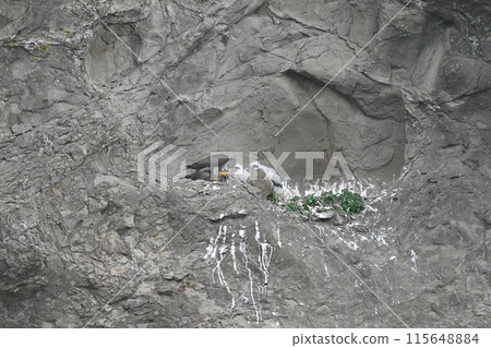 雛鳥從父母獵鷹那裡接受食物 115648884