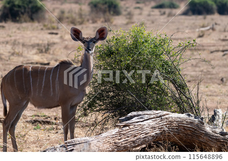 Kudu in Chobe national park Kudu in Chobe national park 115648896