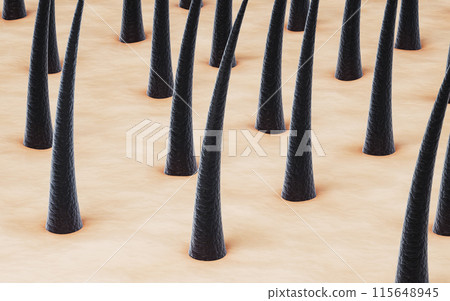 fiber, stem, epidermis 115648945