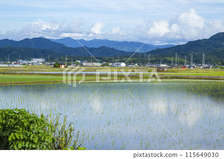 插秧後的稻田風景 鳥取縣鳥取市 插秧後的稻田風景 鳥取縣鳥取市 115649030