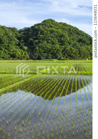 Scenery of rice fields after rice planting, Tottori City, Tottori Prefecture 115649031