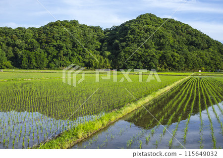Scenery of rice fields after rice planting, Tottori City, Tottori Prefecture 115649032