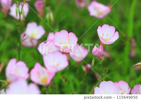 Day Saki月見草 Day Saki月見草 115649050
